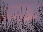 9th Dec 2011 - Winter Sundown