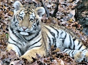 8th Dec 2011 - Baby tiger today.