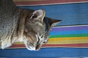 28th Nov 2011 - Kitty Portrait