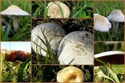 9th Dec 2011 - Mushrooms