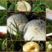 Mushrooms by ubobohobo