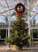 9th Dec 2011 - Christmas at RHS Wisley