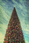 8th Dec 2011 -  O' Christmas Tree