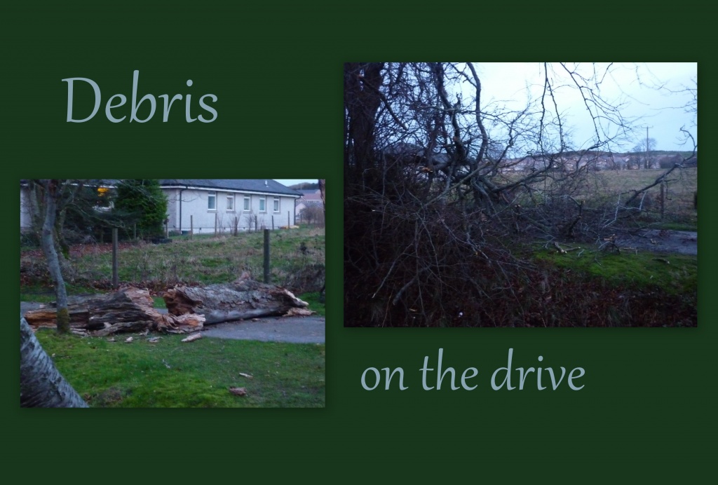 December debris on the drive by sarah19