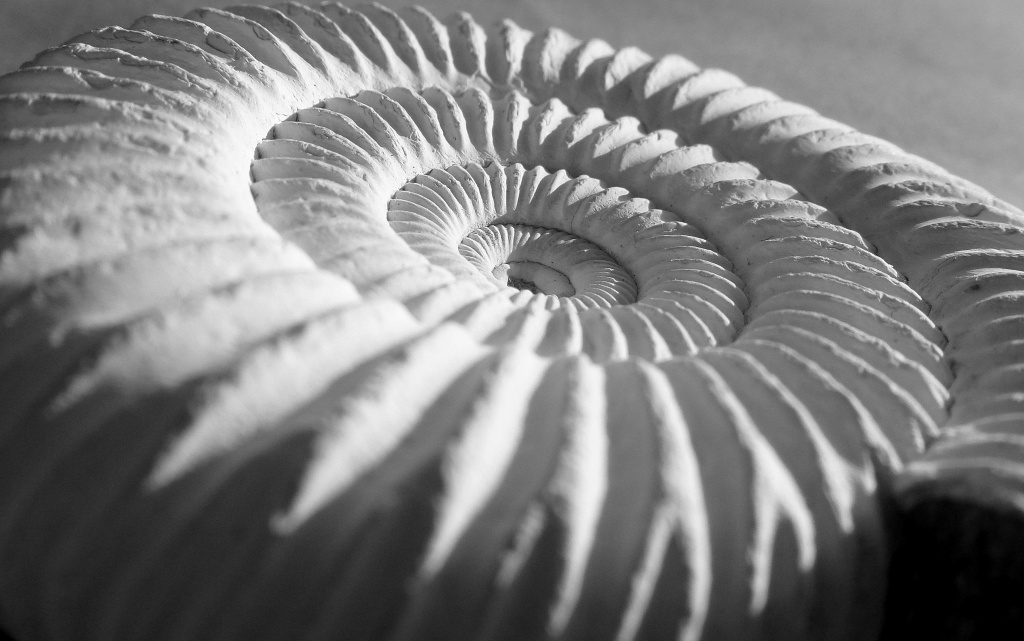Ammonite by dulciknit