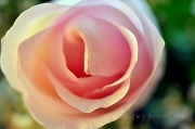 7th Dec 2011 - Pink Rose