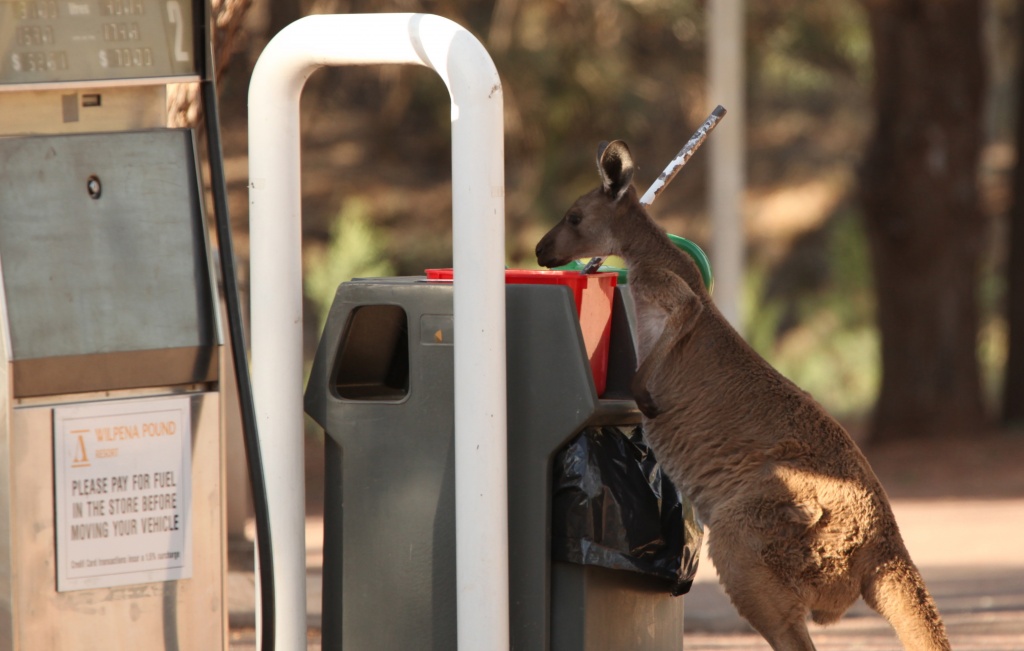 Skippy had a job washing windscreens at the service station at Wilpena Pound, she'd have to wash a lot of windscreens to get that new DSLR for her joey's Christmas present. "I hope Megan tips well, her windscreen was filthy" she mused. by lbmcshutter