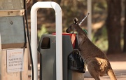 9th Dec 2011 - Skippy had a job washing windscreens at the service station at Wilpena Pound, she'd have to wash a lot of windscreens to get that new DSLR for her joey's Christmas present. "I hope Megan tips well, her windscreen was filthy" she mused.