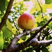 Apricot by peterdegraaff