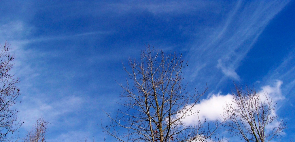 Sky and Tree Tops by marlboromaam