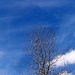 Sky and Tree Tops by marlboromaam