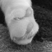 Black and White Paw by mej2011