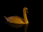 10th Dec 2011 - Night swan