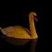 Night swan by rosiekind