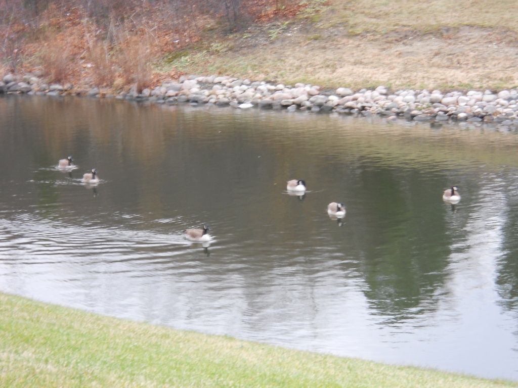 Just one more of our group of geese by kchuk