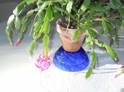 10th Dec 2011 - Dad's Christmas cactus is in bloom
