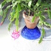 Dad's Christmas cactus is in bloom by kchuk