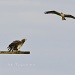 Eagle-Osprey Altercation by twofunlabs