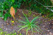 10th Dec 2011 - Aloe Flower