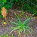 Aloe Flower by stcyr1up