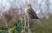 10th Dec 2011 - Farm shop sparrow