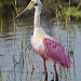 Roseate Spoonbill by twofunlabs