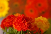 8th Dec 2011 - Decorative Flowers