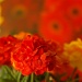 Decorative Flowers by cjphoto
