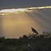 Osprey at Sunrise by twofunlabs
