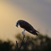 Osprey - Morning prayer by twofunlabs