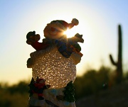 10th Dec 2011 - Sonoran Snowman