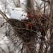 Empty Nest by dakotakid35