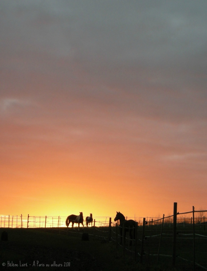 Sunset horses by parisouailleurs