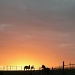 Sunset horses by parisouailleurs