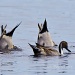 Northern Pintails by twofunlabs