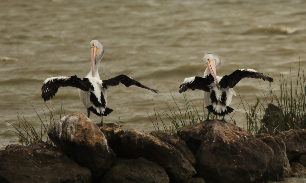 These two were the most dedicated of the pelican synchronised swimming team, rehearsing their moves on land as well as in the water by lbmcshutter