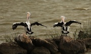 10th Dec 2011 - These two were the most dedicated of the pelican synchronised swimming team, rehearsing their moves on land as well as in the water