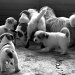 Just for fun: The puppies - day 60 by parisouailleurs