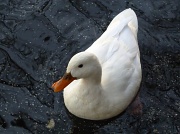 11th Dec 2011 - Little White Duck