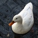 Little White Duck by rosiekind