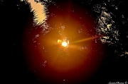 30th Nov 2011 - Sun Burst