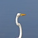 White Heron by stcyr1up