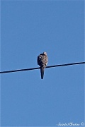 2nd Dec 2011 - Dove on a wire
