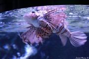 13th Dec 2011 - Lion fish
