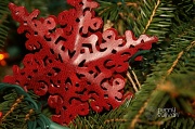 7th Dec 2011 - Ornament. 341_24_2011