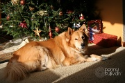 9th Dec 2011 - Basking in the glow. 343_22_2011