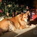 Basking in the glow. 343_22_2011 by pennyrae