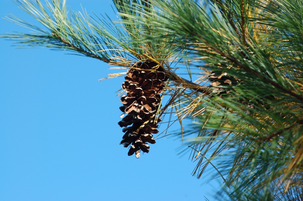 Pine cone by kdrinkie
