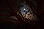 10th Dec 2011 - Full moon