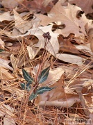 13th Dec 2011 - Striped Wintergreen - Chimaphila maculata - Best viewed magnified